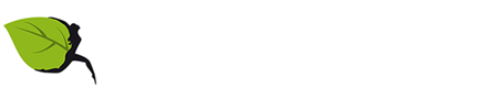 Flowers Same Day
