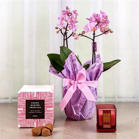 Petite Orchid Gift Se