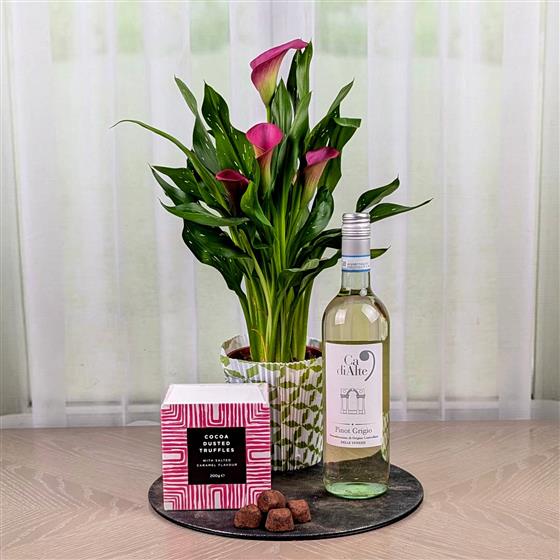 Calla Plant White Win