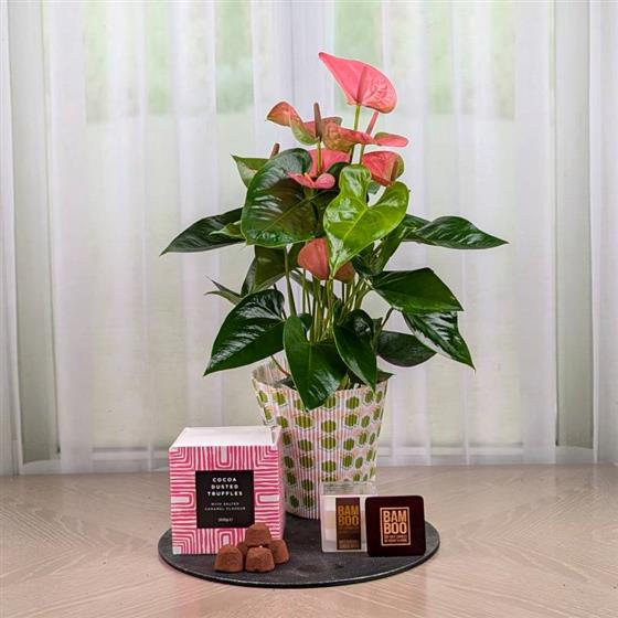 Pink Anthurium Candle and Chocs