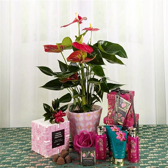 Antherium Pamper Set and Chocs